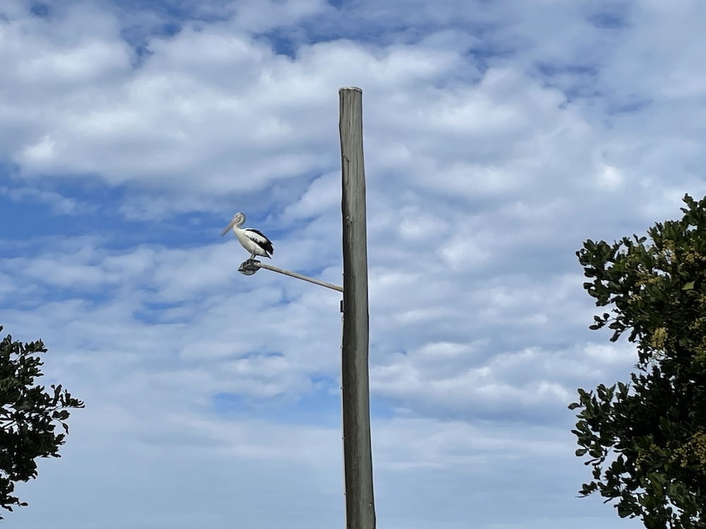 Bribie Island Group Tours - Follow Me Tours - Pelican on a light post